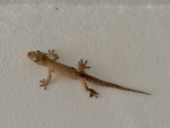 Hemidactylus bowringii