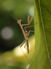 Tenodera costalis