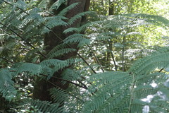Cyathea capensis