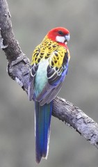 Platycercus eximius elecica