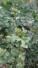 Dasineura crataegi