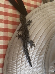 Strophurus intermedius