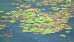 Nymphoides thunbergiana