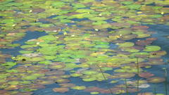 Nymphoides thunbergiana