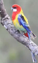 Platycercus eximius elecica