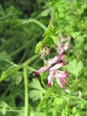 Fumaria muralis muralis