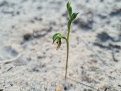 Pterostylis pusilla