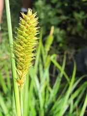 Carex clavata