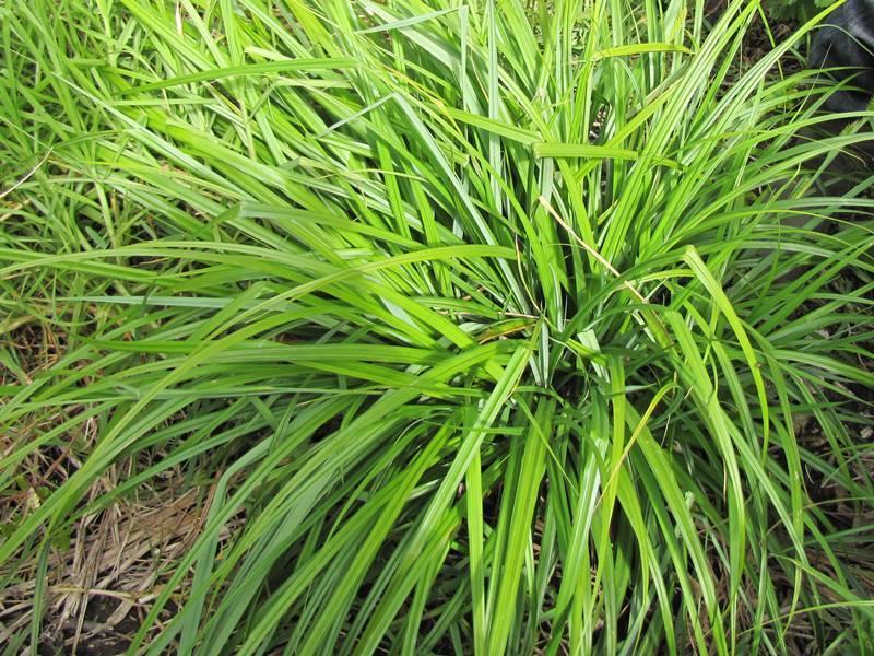 Carex clavata Thunb.