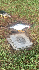 Cairina moschata domestica