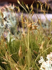 Flexitrichum flexicaule