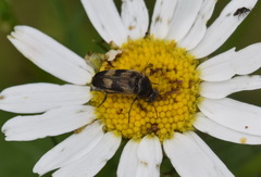 Variimorda villosa