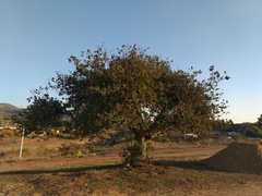 Schinus latifolia