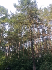 Larix sibirica