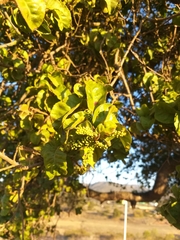 Schinus latifolia