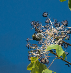 Zosterops erythropleurus