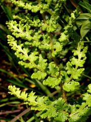 Anemia vestita