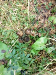 Arctium tomentosum