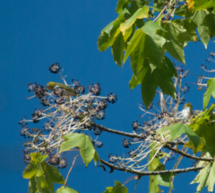 Zosterops erythropleurus