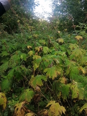 Aconitum septentrionale