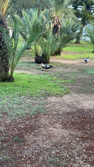 Cairina moschata domestica