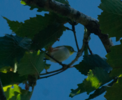 Zosterops erythropleurus