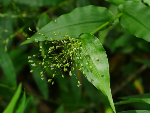 Image of Panicum brevifolium by (c) Jacy Chen, some rights reserved (CC BY)