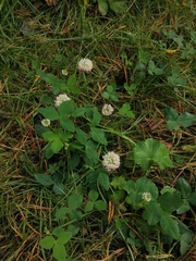 Trifolium hybridum
