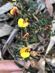 Bossiaea cinerea