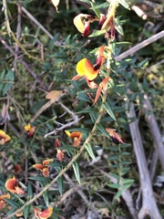 Bossiaea cinerea