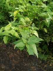 Urtica dioica