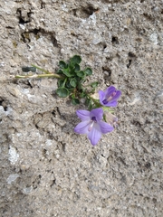 Campanula fragilis fragilis