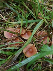 Psilocybe subaeruginosa