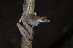 Polypedates colletti