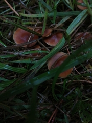 Psilocybe subaeruginosa