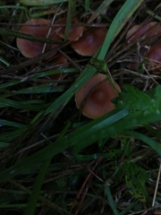 Psilocybe subaeruginosa