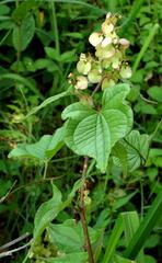 Rumex sagittatus image