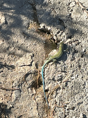 Anatololacerta pelasgiana