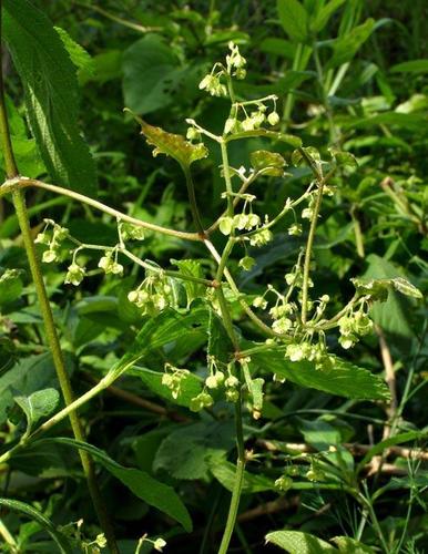 Rumex sagittatus image