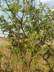 Dalbergia obovata