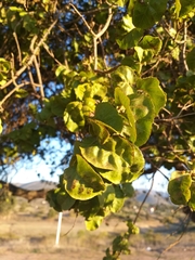 Schinus latifolia