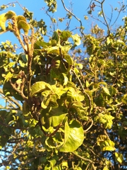 Schinus latifolia