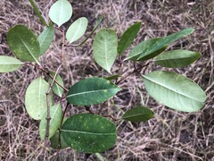 Cryptostegia grandiflora