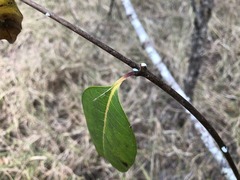 Cryptostegia grandiflora