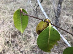 Cryptostegia grandiflora