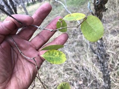 Cryptostegia grandiflora