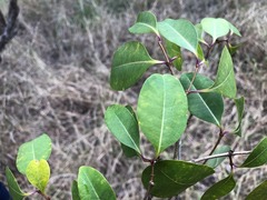 Cryptostegia grandiflora