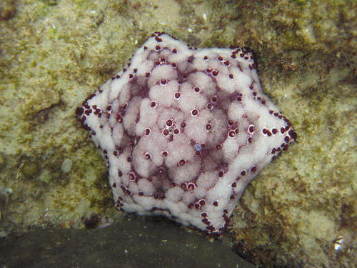Culcita schmideliana