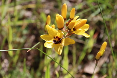 Ixia fuscocitrina