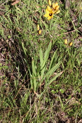 Ixia fuscocitrina